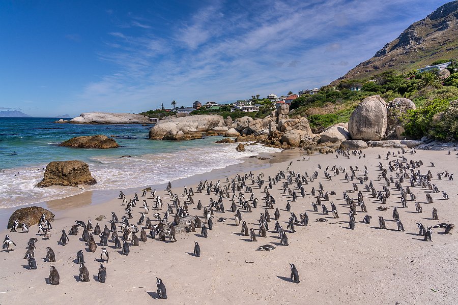 157 Boulders Beach, Zuid-Afrika.jpg